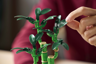 LEGO The Botanical Collection 10344 - Le bambou de la chance