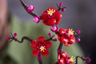 LEGO The Botanical Collection 10369 - Les fleurs de prunier