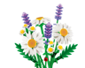LEGO The Botanical Collection 11508 - Marguerites