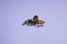 LEGO Creator 3-en-1 31159 - Animaux sauvages : l’araignée surprenante