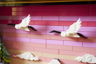 LEGO Art 31218 - Les cerisiers en fleurs