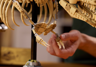 LEGO Jurassic World 76968 - Les fossiles de dinosaures : le Tyrannosaurus rex